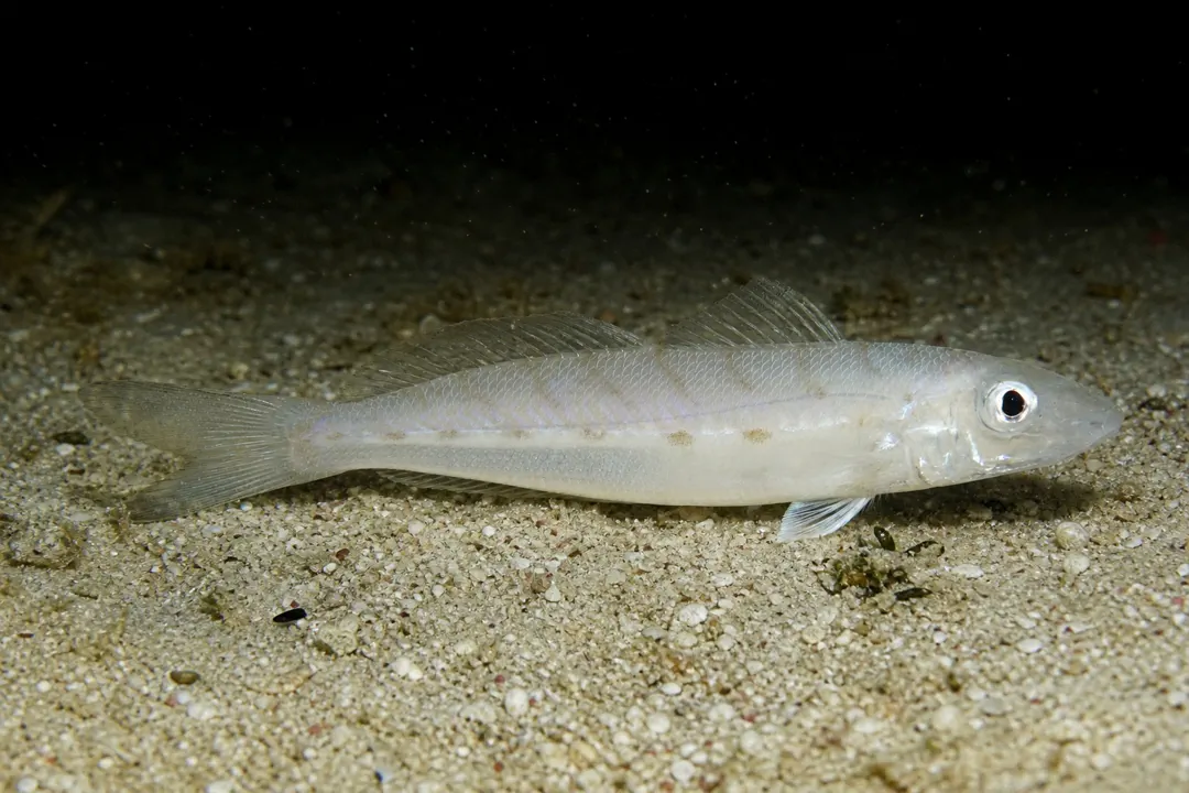 Western School Whiting