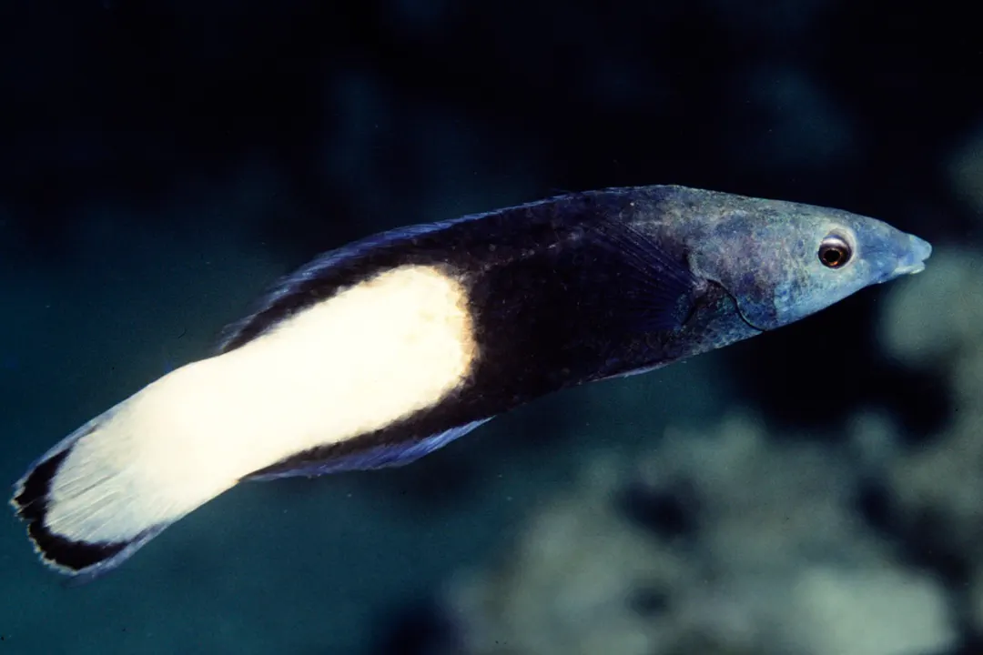 Bicolor Cleaner Wrasse