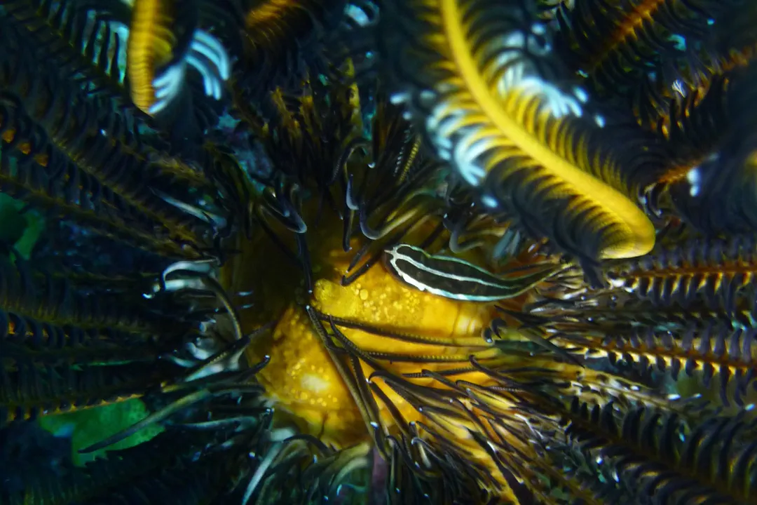 Crinoid Clingfish (Discotrema crinophilum)