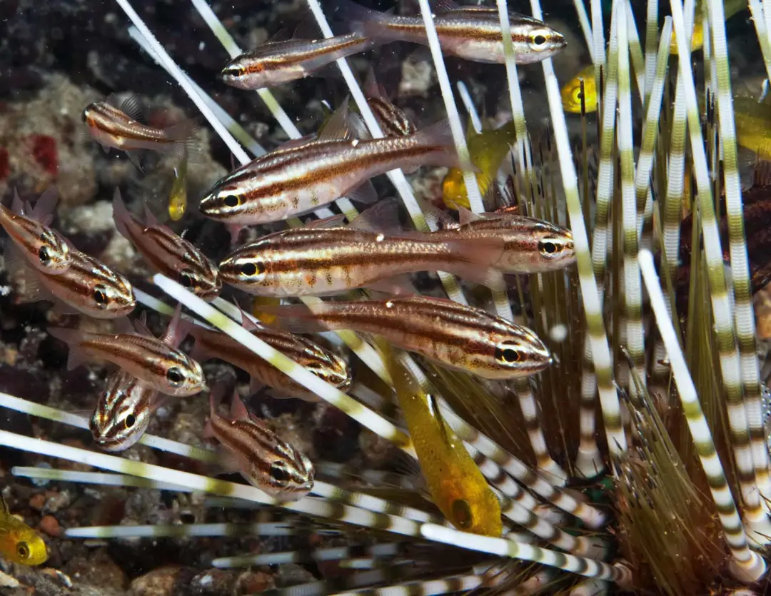 Seabook: Moluccan Cardinalfish
