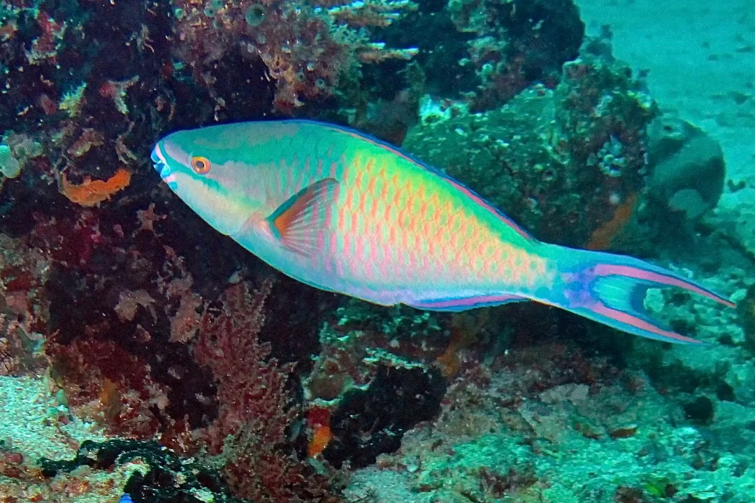 Tricolour Parrotfish (terminal phase) (Scarus tricolor)