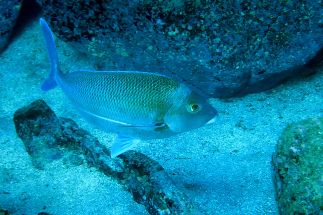 Grey Morwong