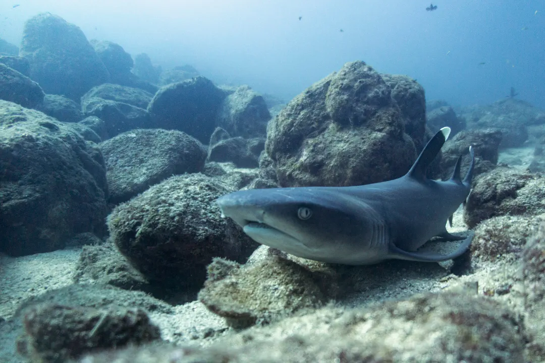 Diving in Palau: Reef Sharks, Mantas and Drop-Offs