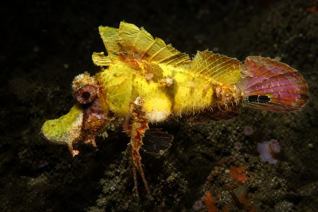 Filamentous Scorpionfish (yellow)