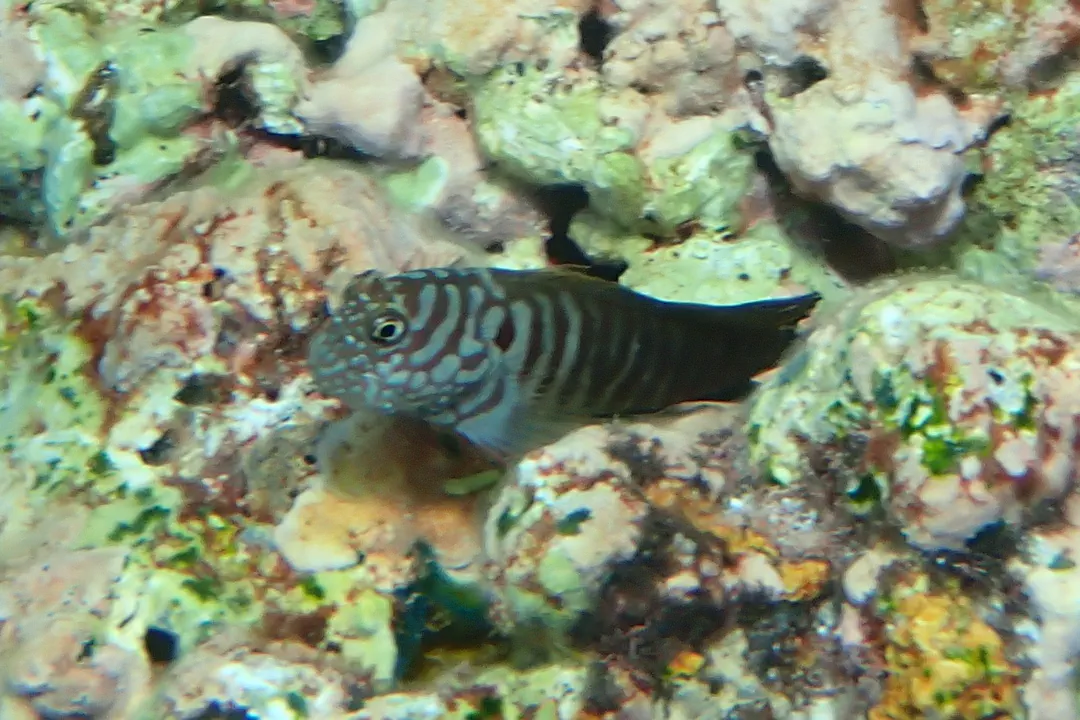 Barred Blenny