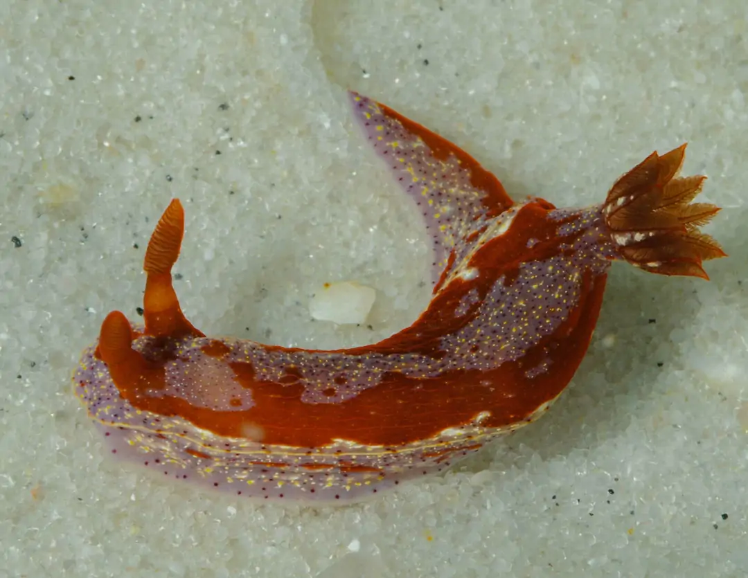 Seabook: Hypselodoris sp