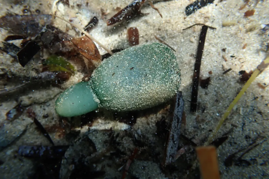Anelassorhynchus porcellus