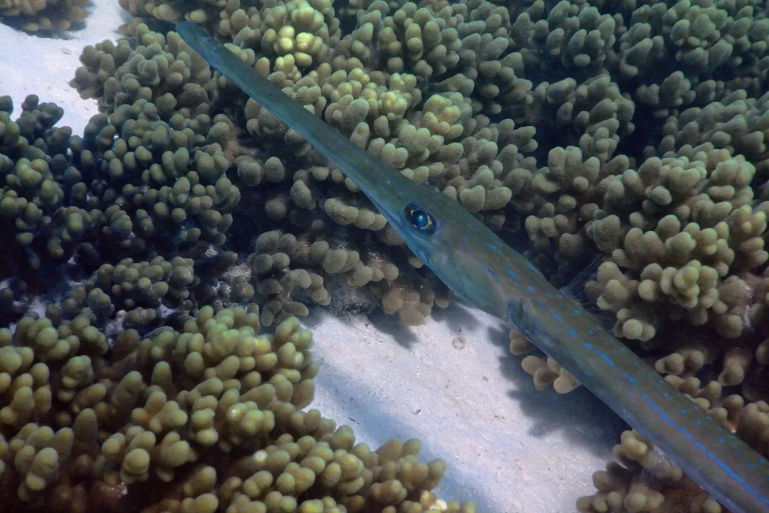 Bluespotted Cornetfish (Fistularia commersonii)