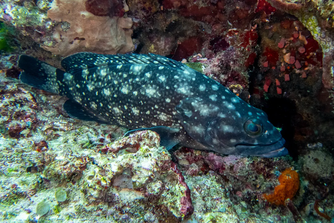 Whitespotted Grouper (Epinephelus caeruleopunctatus)