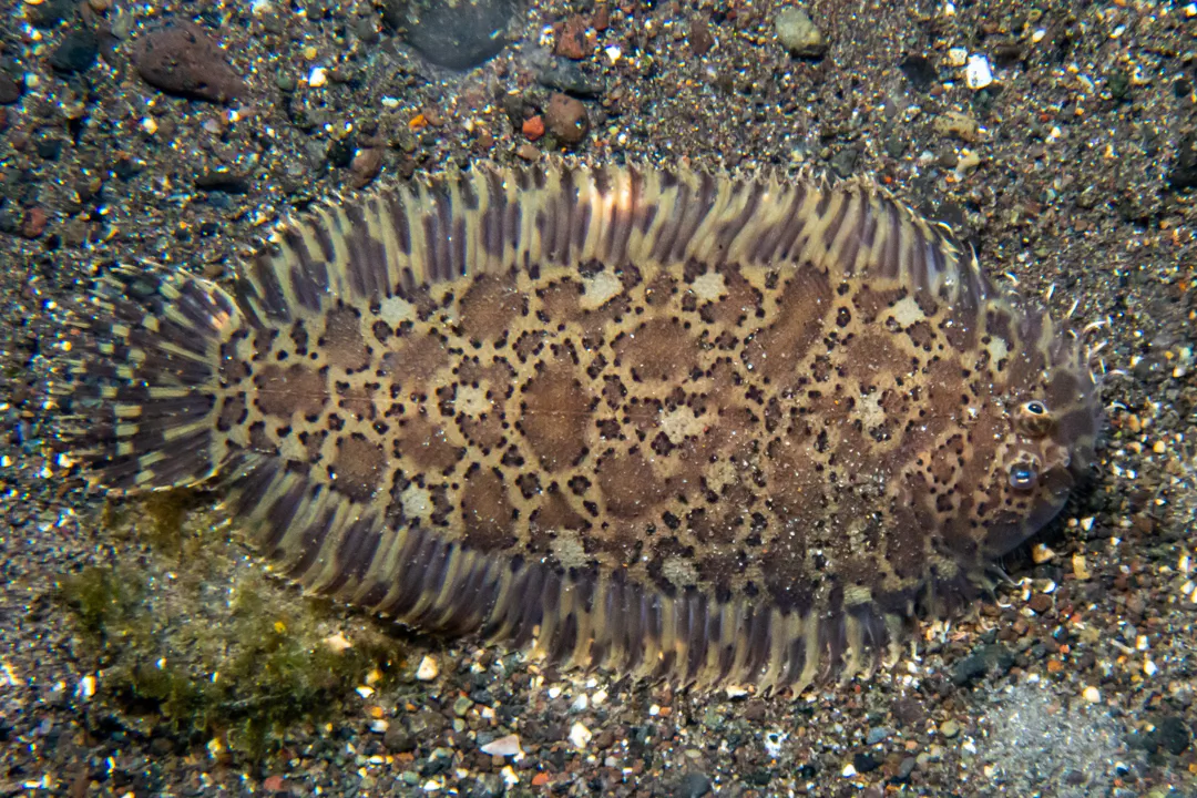 Darkspotted Sole