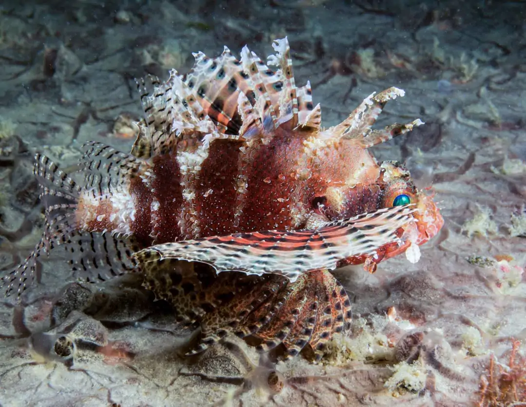 Seabook: Dwarf Lionfish (striped)