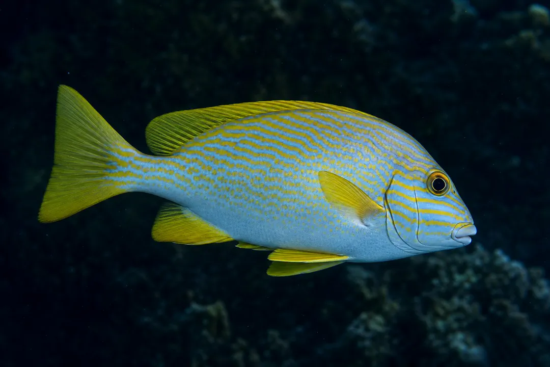 Manyline Sweetlips (Plectorhinchus multivittatus)