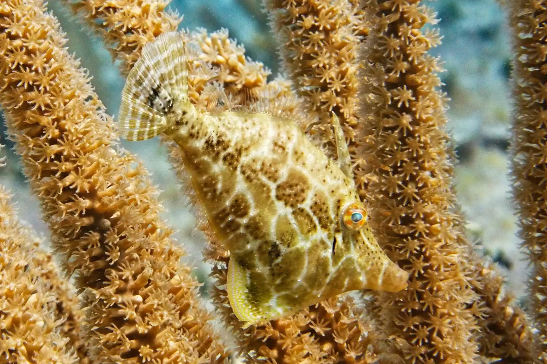 Slender Filefish
