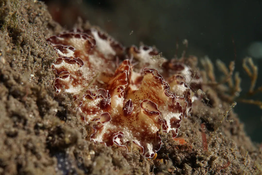 Flatworm Discodoris
