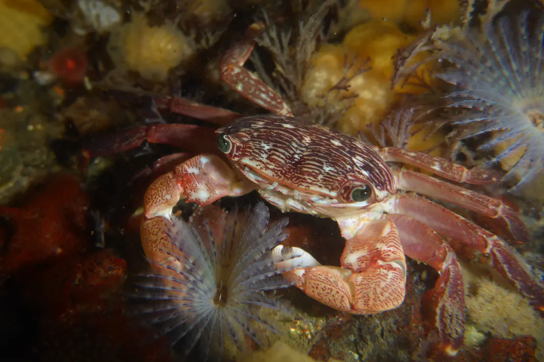 Striped Shore Crab (Pachygrapsus crassipes)