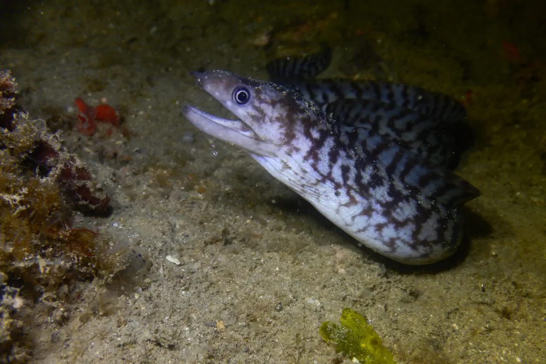 Richardson's Moray (Gymnothorax richardsonii)