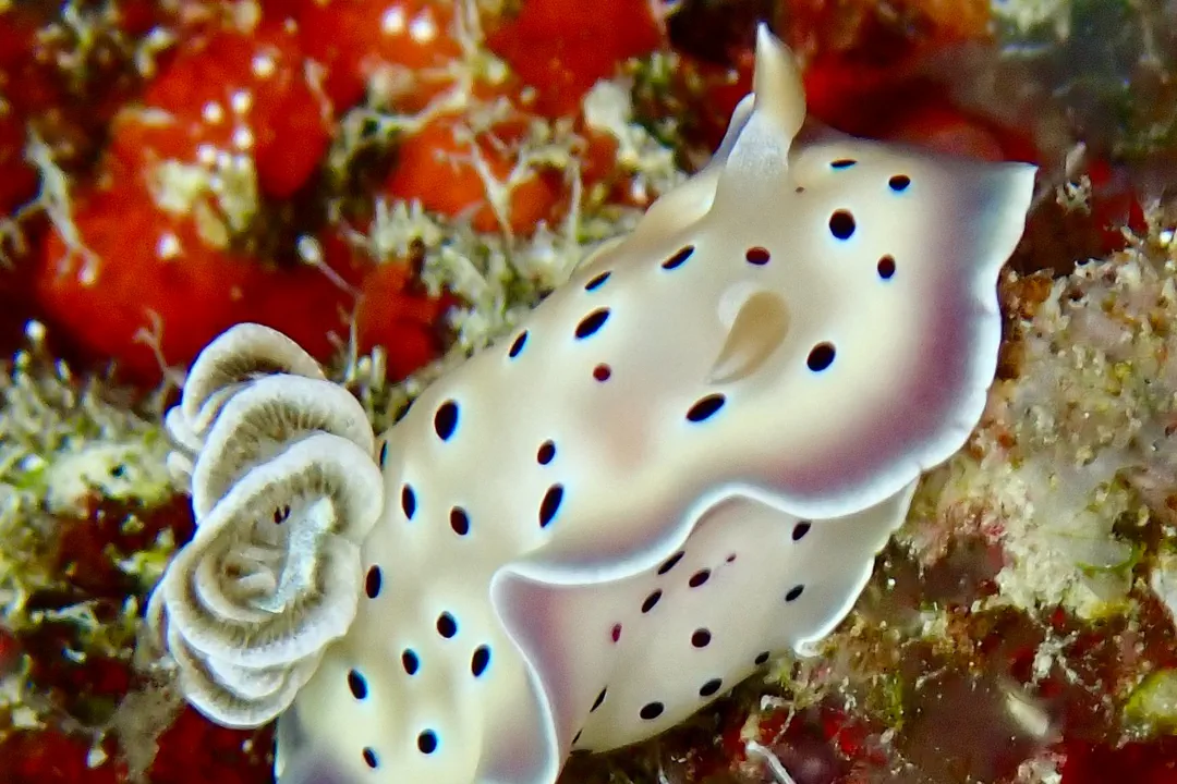 Goniobranchus Tritos (Goniobranchus tritos)