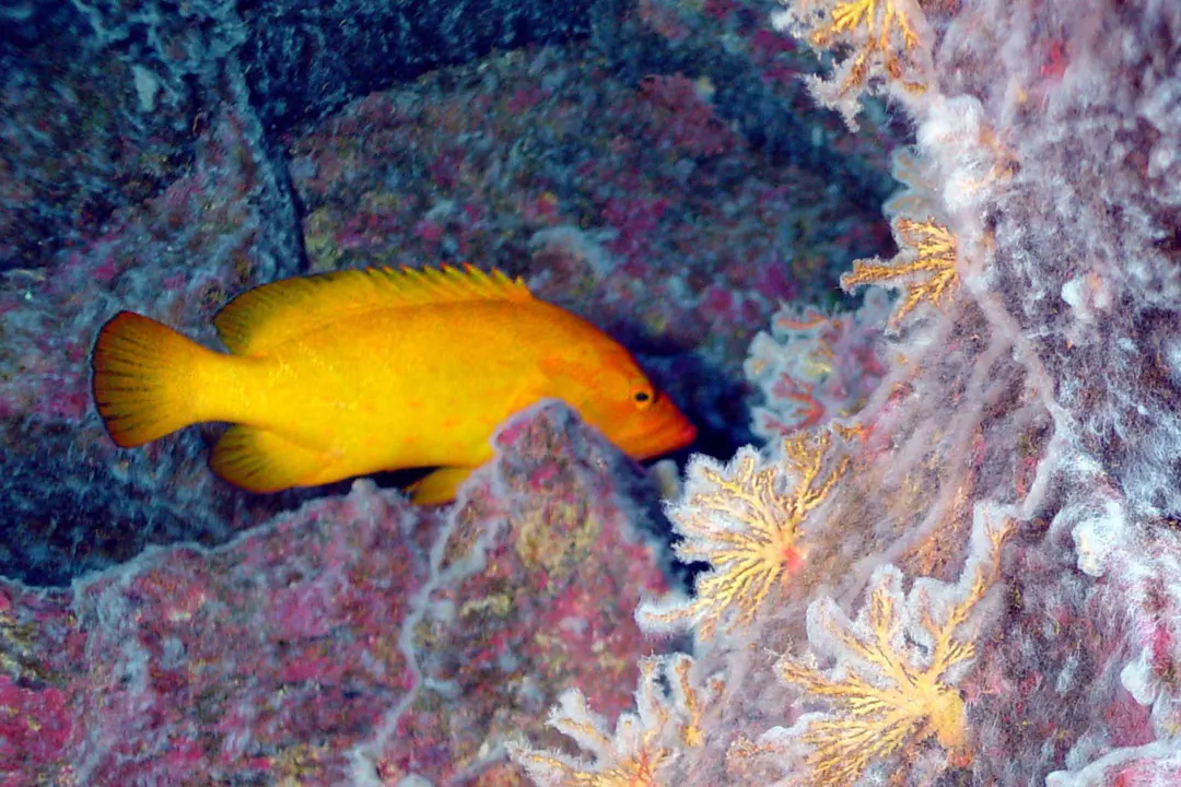 Golden Rock Cod (Cephalopholis aurantia)
