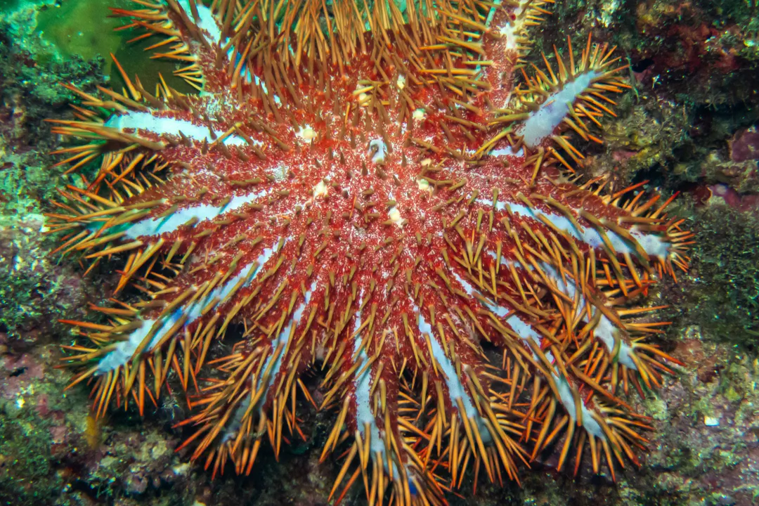 Crown-of-Thorns Sea Star (red)