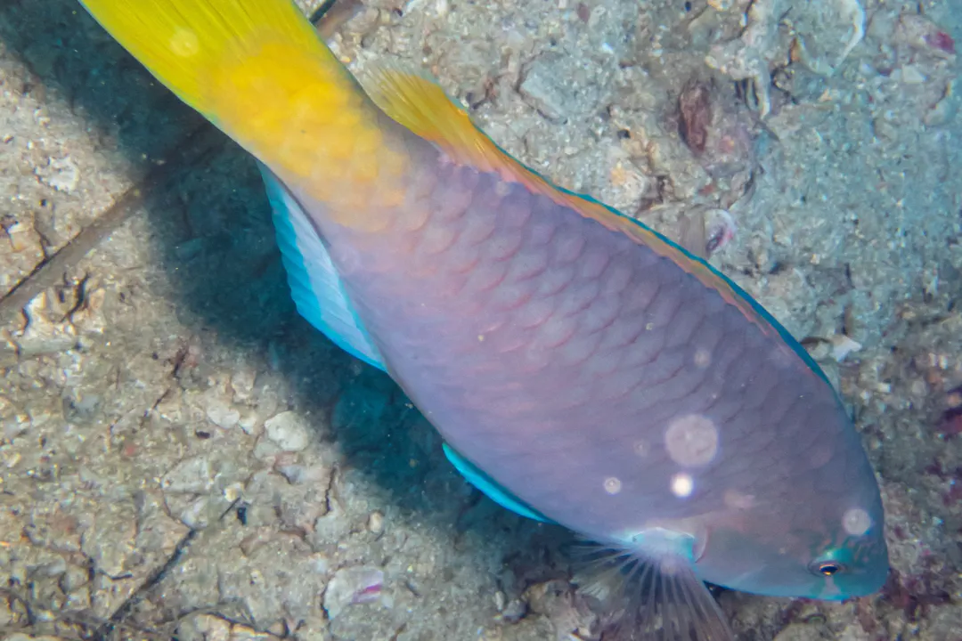 East-Indies Parrotfish (female) (Scarus hypselopterus)