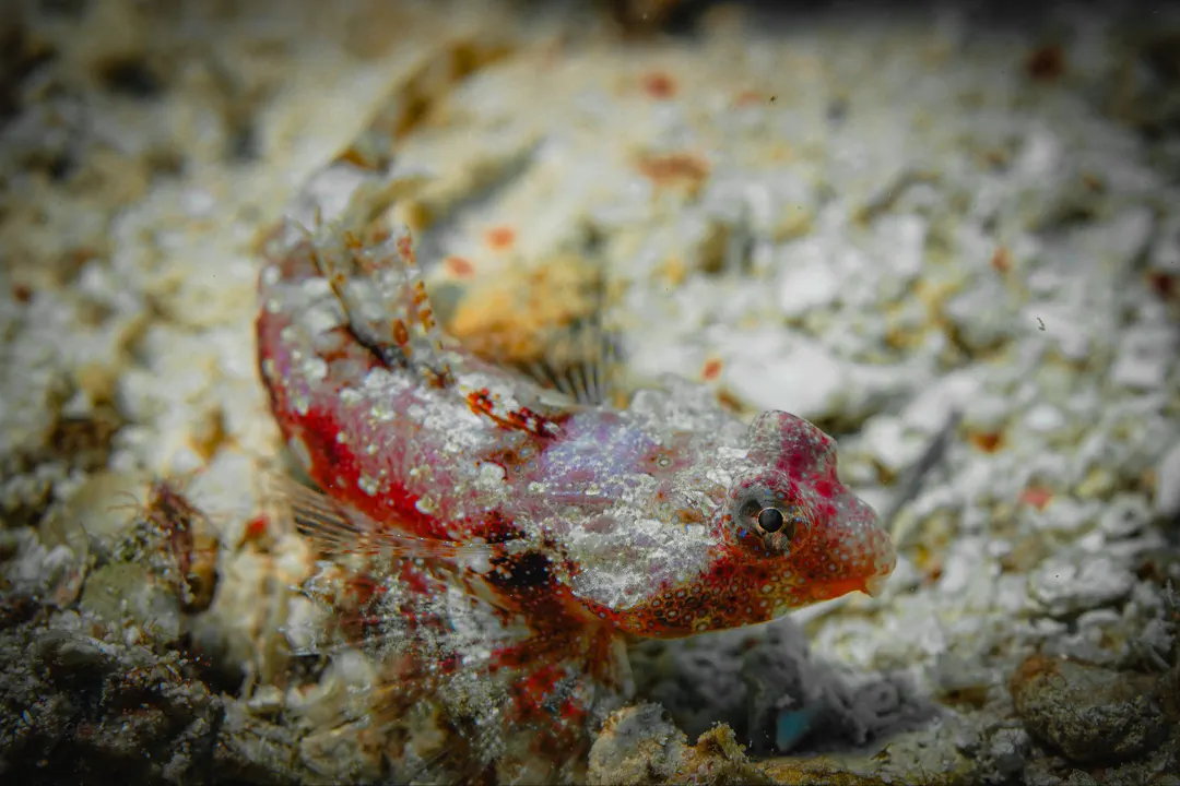 Starry Dragonet (Synchiropus stellatus)