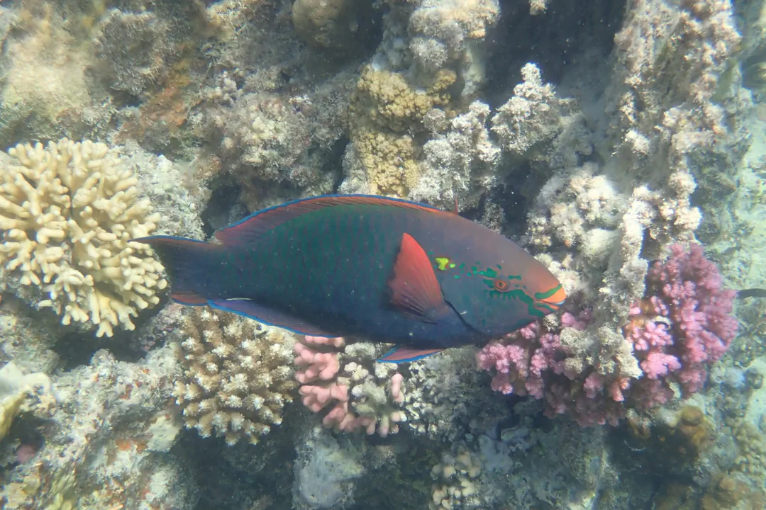 Swarthy Parrotfish (male) (Scarus niger)