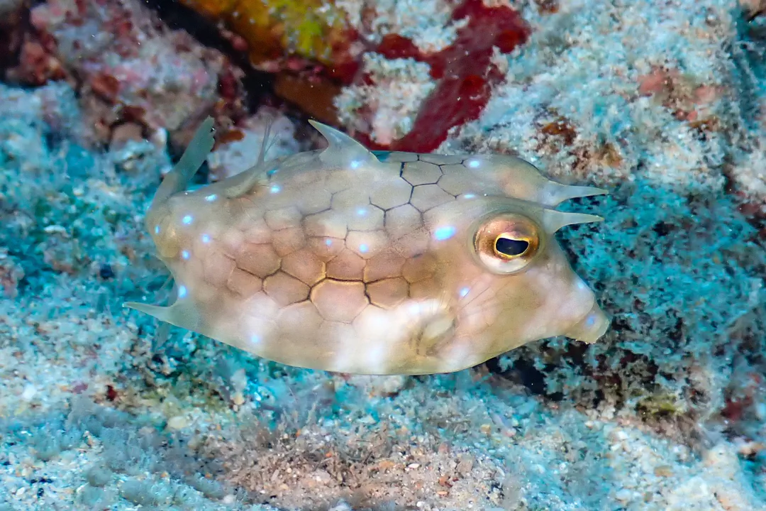Thornback Cowfish (Lactoria fornasini)