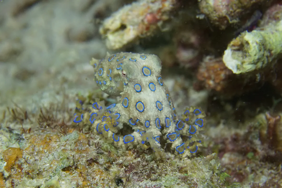 Greater Blue-ringed Octopus (Hapalochlaena lunulata)