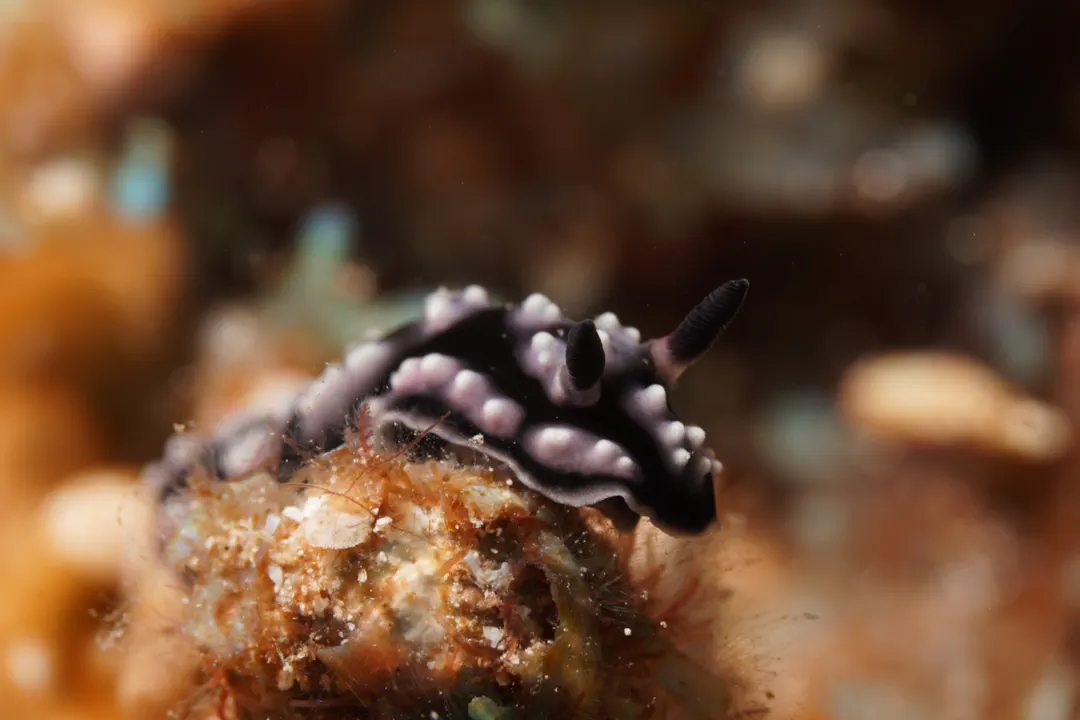 Burn's Phyllidiopsis