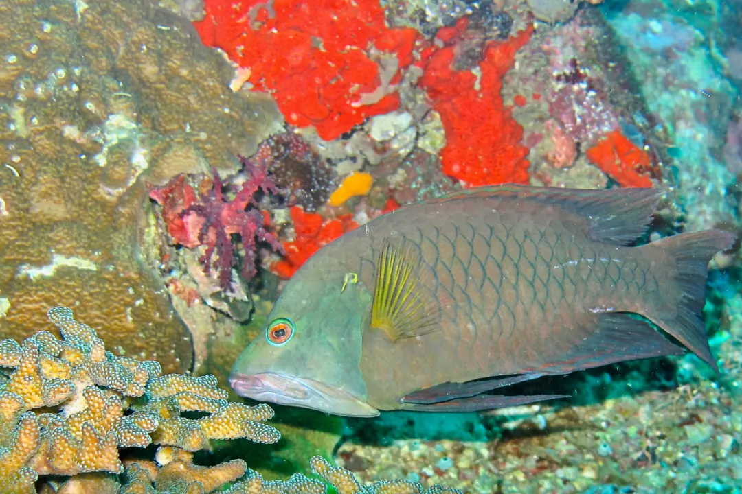 Latent Slingjaw Wrasse (male) (Epibulus brevis)