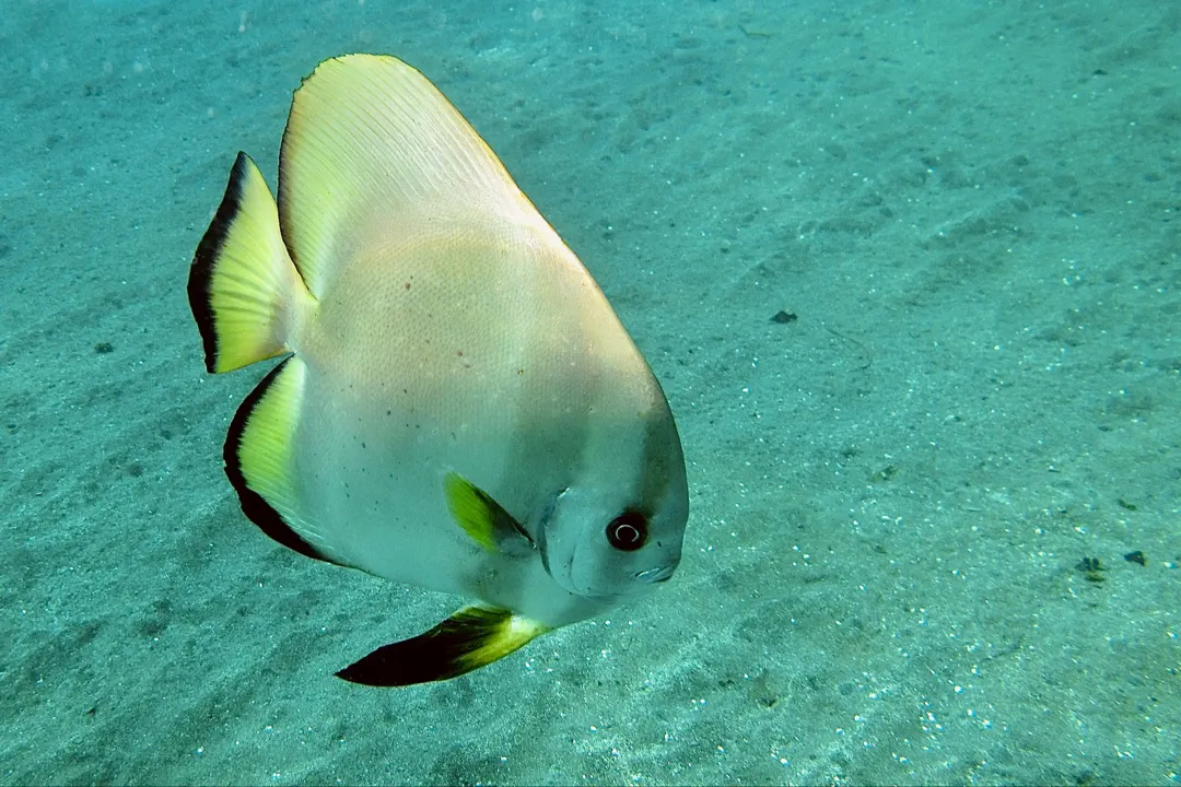 Golden Spadefish