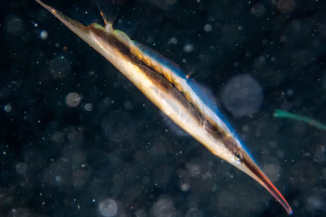 Jointed Razorfish (Aeoliscus strigatus)