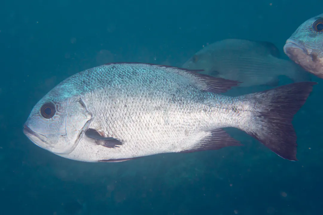 Black-and-white Snapper
