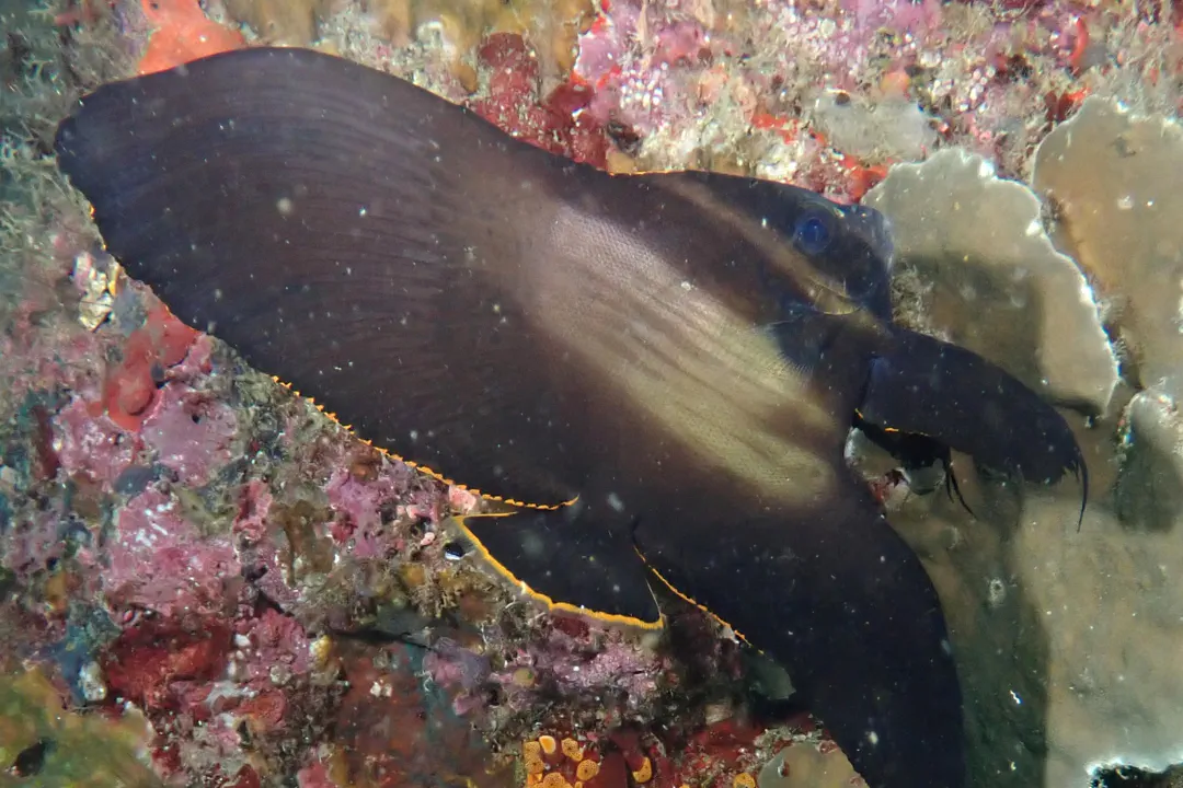 Pinnate Batfish (teen) (Platax pinnatus)