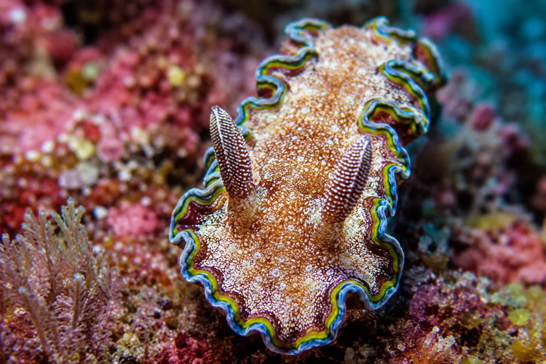 Girdled Glossodoris (Glossodoris cincta)