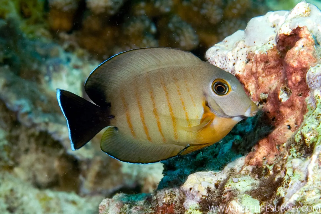 Mimic Surgeonfish (juvenile) (Acanthurus tristis)