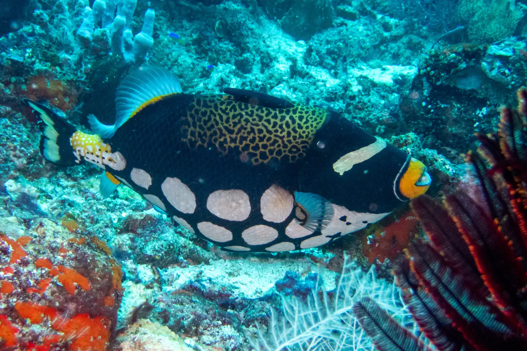 Clown Triggerfish