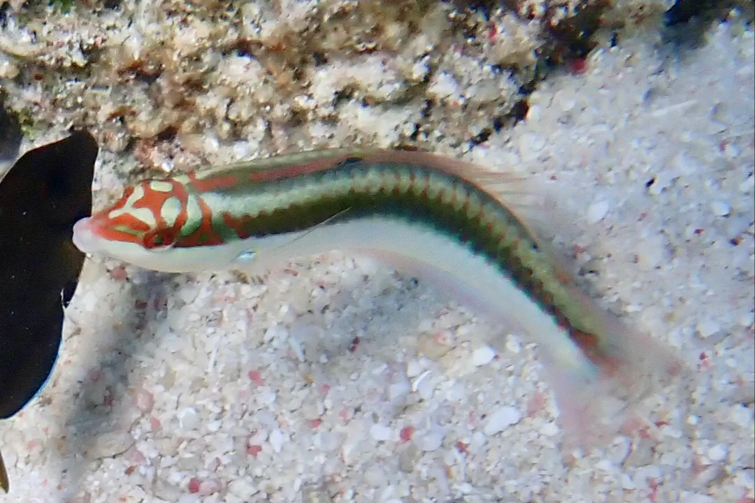 Clown Wrasse (Halichoeres maculipinna)