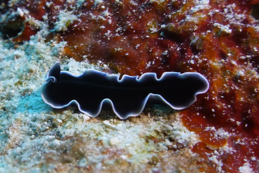 White-Edged Flatworm (Pseudoceros lactolimbus)