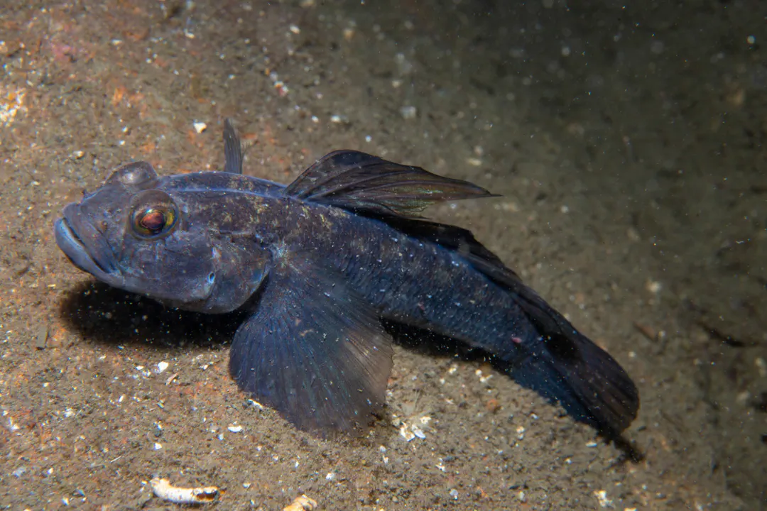 Black Goby
