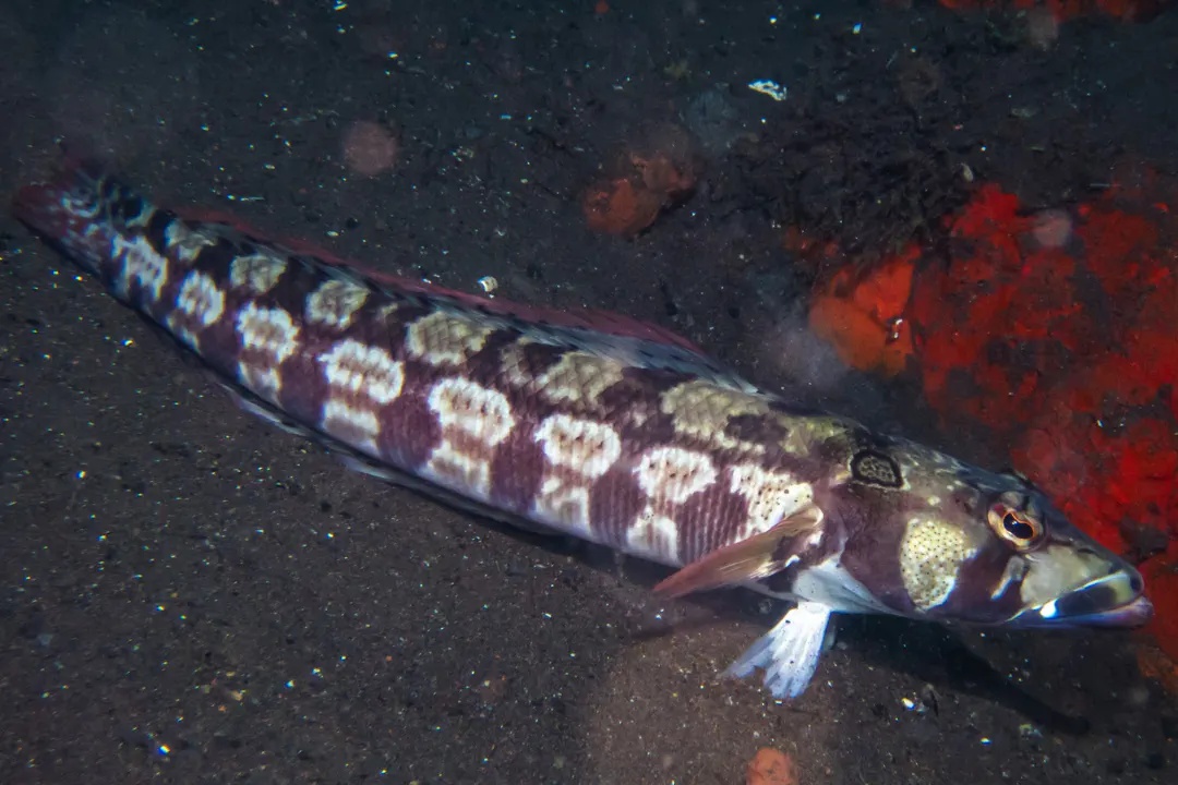 Reticulated Sandperch