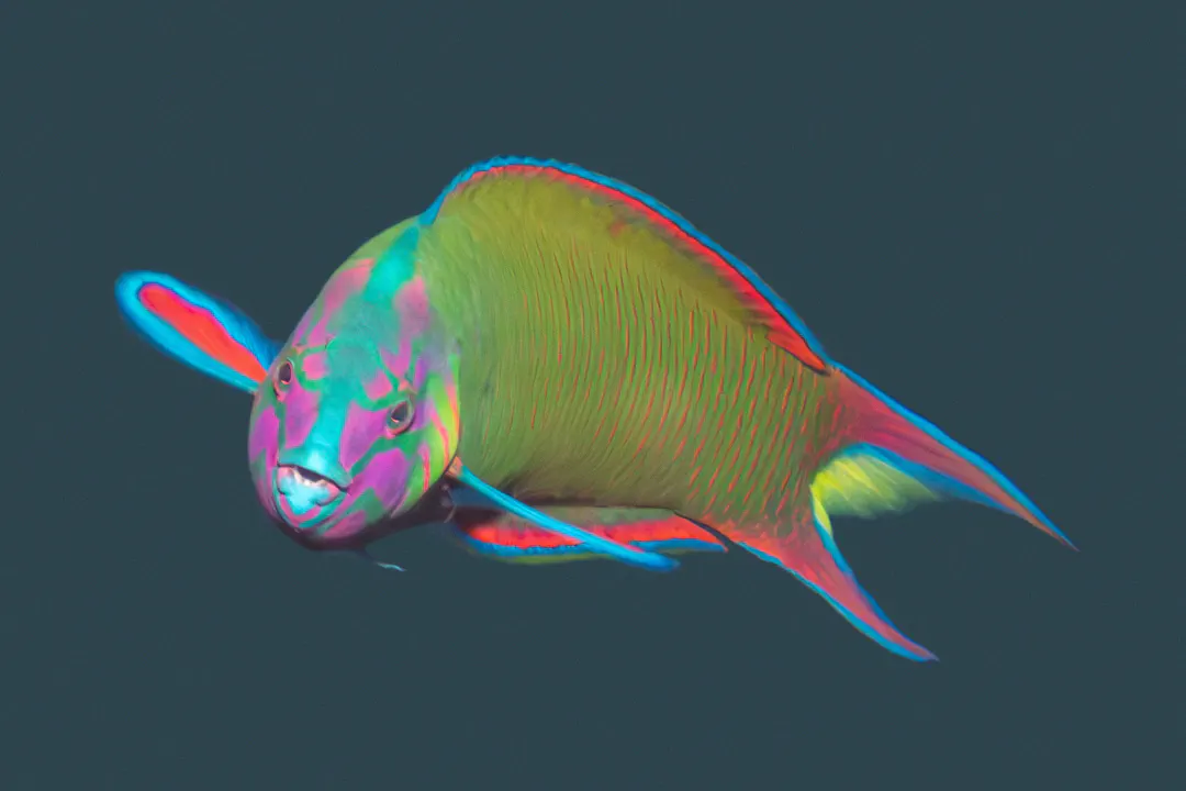 Moon Wrasse (male) (Thalassoma lunare)