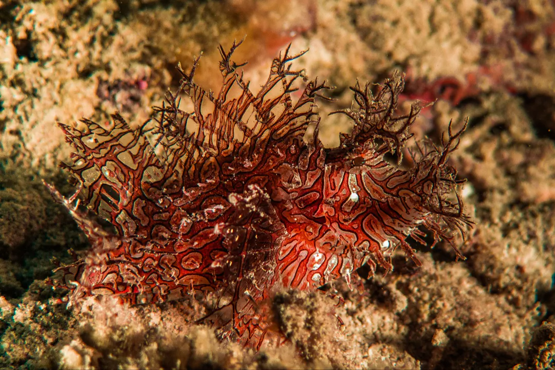 Lacey Scorpionfish (Rhinopias aphanes)