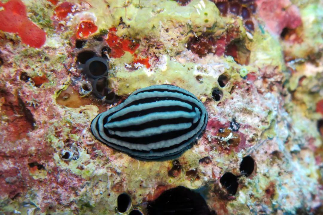 Rose Phyllidiella (Phyllidiella rosans)