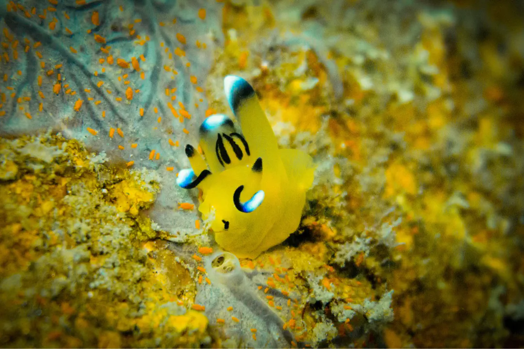 Pikachu Nudibranch