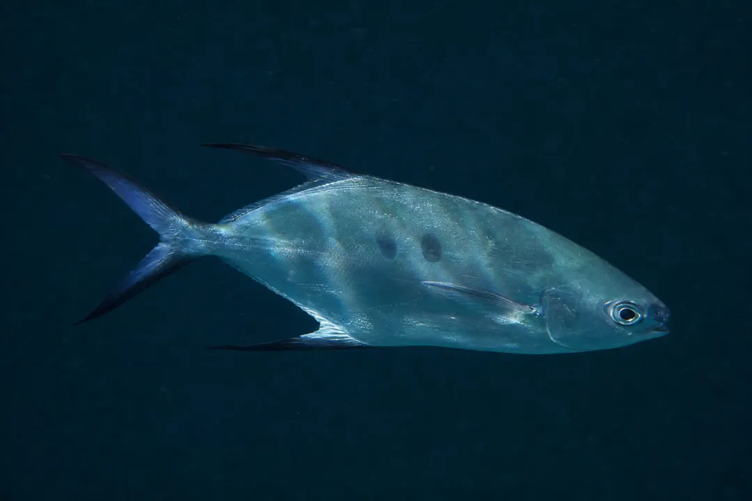 Common Dart (Trachinotus botla)
