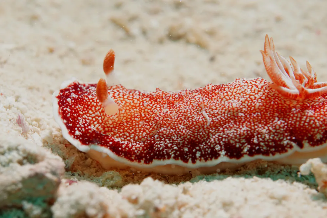 Reticulated Goniobranchus (Goniobranchus reticulatus)