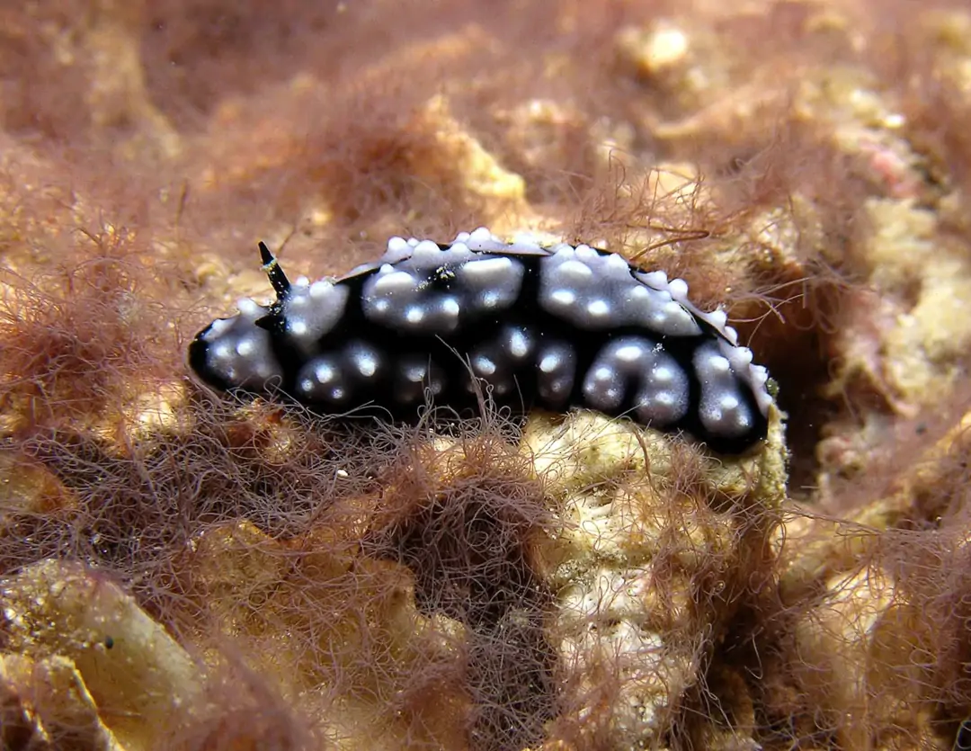 Seabook: Ringed Phyllidiella