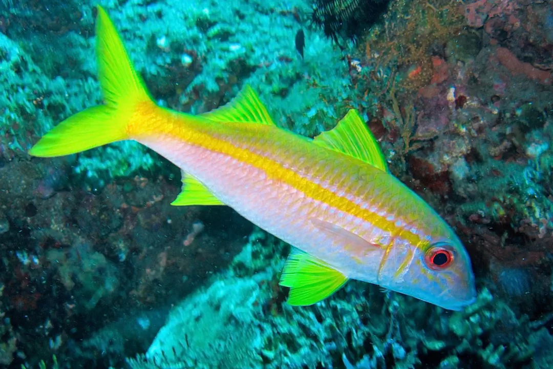 Yellowfin Goatfish (Mulloidichthys vanicolensis)