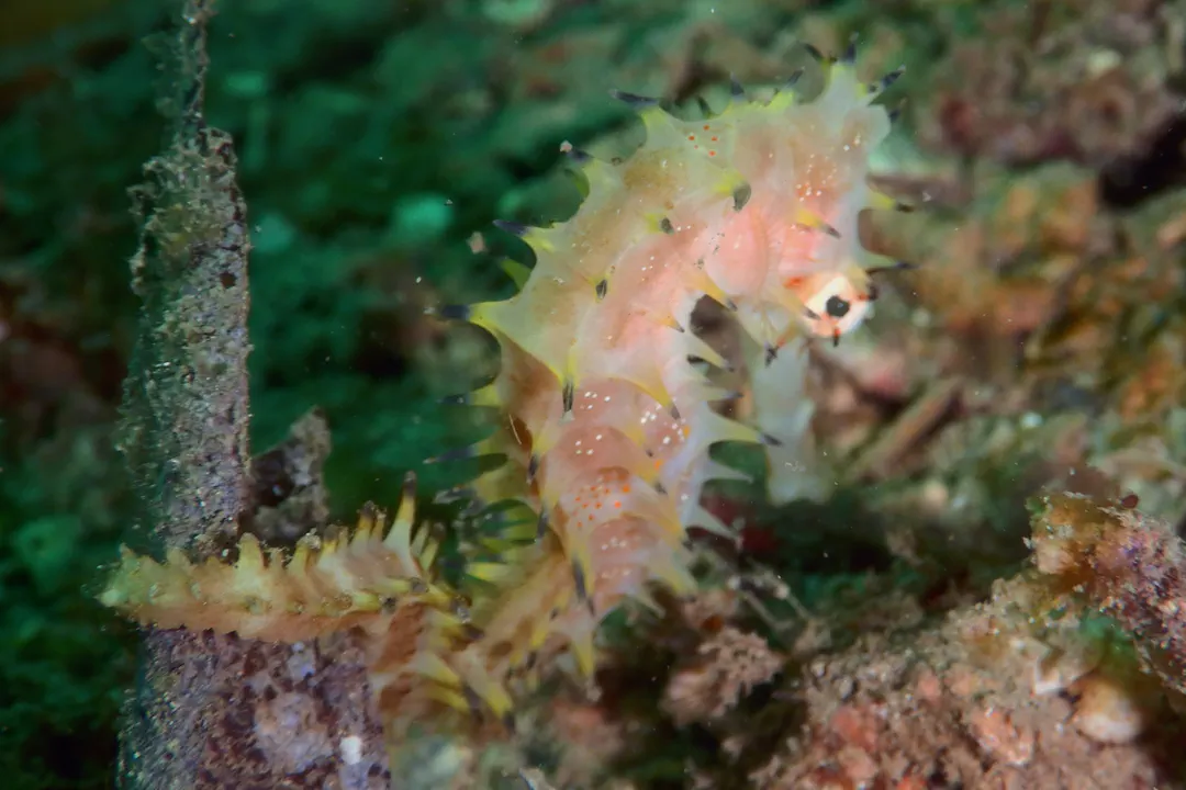 Spiny Seahorse (pale) (Hippocampus histrix)